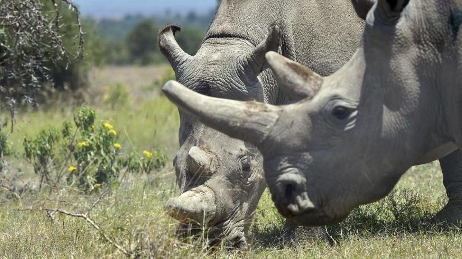  وحيد القرن ٱنقذ من الانقراض