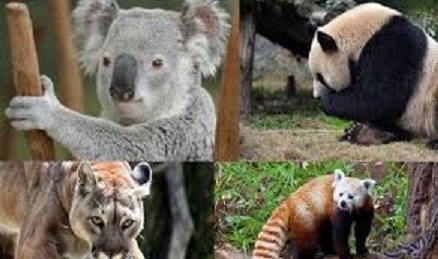 كائنات مهددة بالانقراض في أستراليا