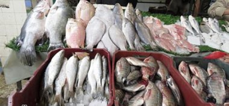 تعرف على أسعار السمك اليوم الخميس الموافق الرابع من شهر يونيو