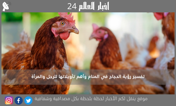 تفسير رؤية الدجاج في المنام وأهم تأويلاتها للرجل والمرأة